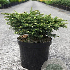 Picea a. 'Nidiformis' 30-40 cm 7,5L