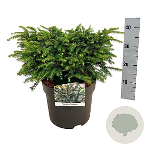 Picea a. 'Nidiformis' 30-40 cm 7,5L