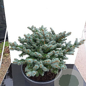 Picea pungens 'Glauca Globosa' 30-40 cm 15L