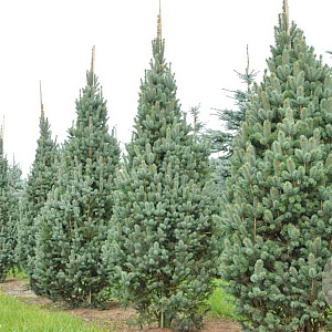 Picea pungens 'Iseli Fastigiate' 40-50 cm 7,5L