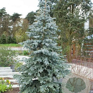 Picea pungens 'Koster' 40-50 cm 7,5L