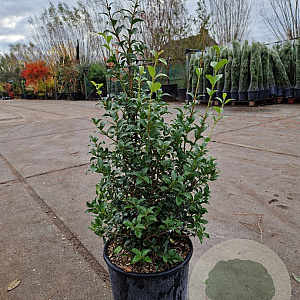Osmanthus burkwoodii 60-80 cm 10L
