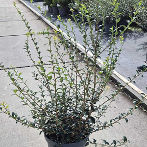 Osmanthus burkwoodii 60-80 cm 10L