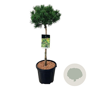 Pinus mugo 'Carsten's Wintergold' 40 cm stam 5,0L