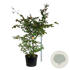 Parrotia persica 200-225 cm cont. 130L extra