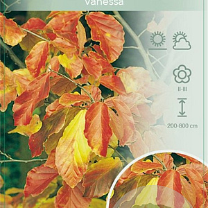 Parrotia persica 'Vanessa' 175-200 cm 10L