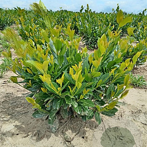 Prunus l. Titan 90 cm stam 15L