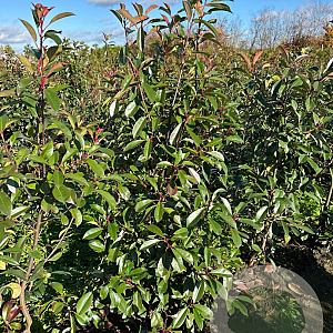 Photinia fraseri 'Red Robin' 150-175 cm met kluit