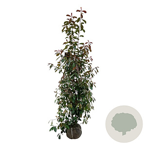 Photinia fraseri 'Red Robin' 175-200 cm met kluit extra