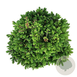 Picea omorika 'Nana' 40-50 cm 15L