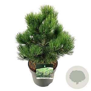 Pinus heldreichii 'Compact Gem' 30-40 cm 7,5L
