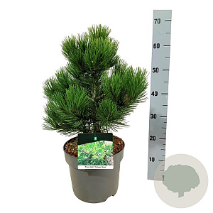 Pinus heldreichii 'Compact Gem' 30-40 cm 7,5L