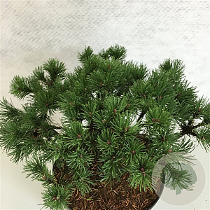 Pinus mugo 'Corley's Mat' 25-30 cm 7,5L