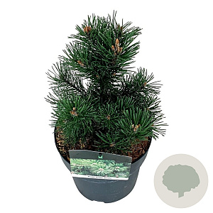 Pinus mugo 'Gnom' 15-20 cm
