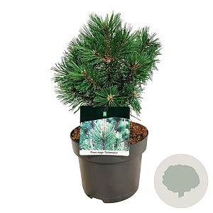Pinus mugo 'Green Column' 25-30 cm