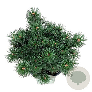 Pinus mugo 'Green Column' 30-40 cm 15L