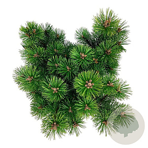 Pinus mugo 'Mumpitz' 30-40 cm 15L