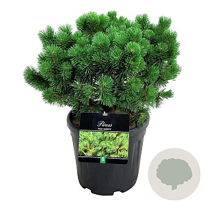 Pinus mugo 'Mumpitz' 40-50 cm 15L