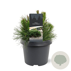 Pinus mugo pumilio 20-25 cm 3,0L