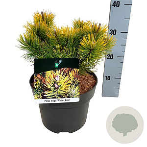 Pinus mugo 'Winter Gold' 20-25 cm