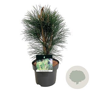 Pinus nigra 'Green Tower' 40-50 cm P21
