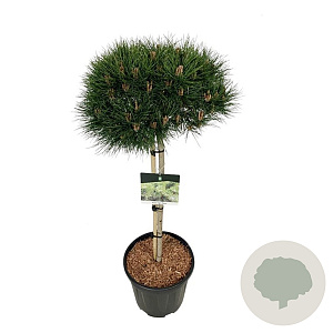 Pinus nigra 'Nana' 70 cm stam 15L kroon 30-40
