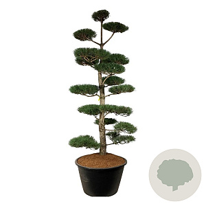Pinus nigra nigra 300-350 cm cont. 500L bonsai