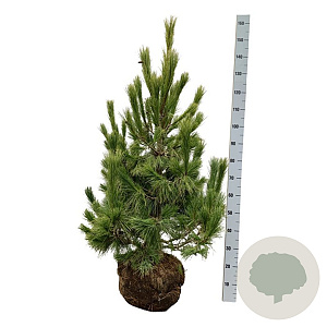 Pinus peuce 100-125 cm draadkluit extra