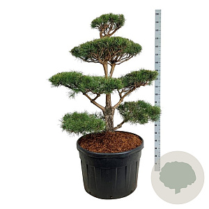 Pinus sylvestris 100-125 cm cont. 180L bonsai