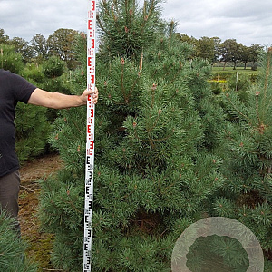 Pinus sylvestris 175-200 cm draadkluit