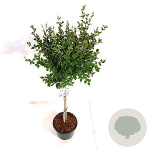 Syringa meyeri Flowerfesta White 80 cm stam 15L