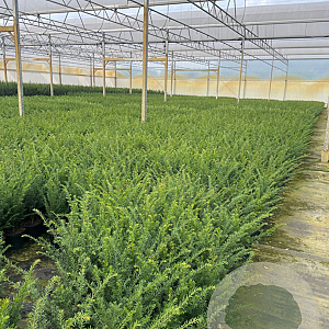 Taxus baccata 40-50 cm 3,0L