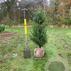 Taxus baccata 100-125 cm met kluit
