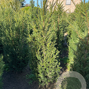 Taxus baccata 100-125 cm met kluit