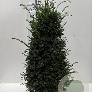 Taxus baccata 120-140 cm met kluit extra