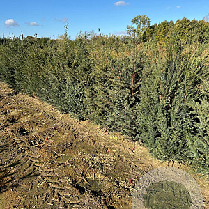 Taxus baccata 150-175 cm met kluit