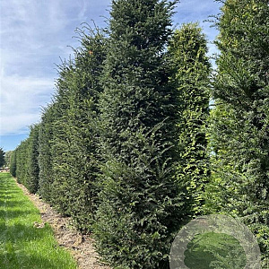 Taxus baccata 400-450 cm draadkluit solitair