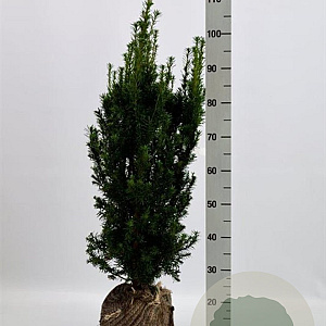 Taxus media 'Hicksii' 60-80 cm met kluit