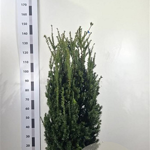 Taxus media 'Hillii' 100-120 cm met kluit extra