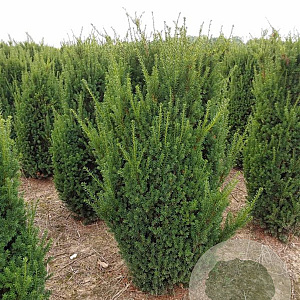 Taxus media 'Hillii' 140-160 cm met kluit