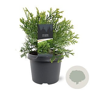 Thujopsis dolabrata 25-30 cm 3,5L