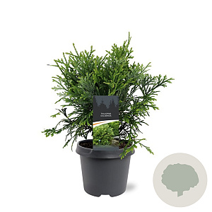 Thujopsis dolabrata 40-50 cm 5,0L