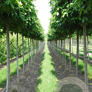 Tilia mongolica 'Buda' 14-16 cm 50L