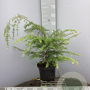 Tsuga heterophylla 50-60 cm 5,0L
