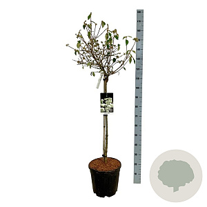 Viburnum 'Eskimo' 80 cm stam 15L