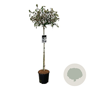 Viburnum 'Eskimo' 120 cm stam 15L