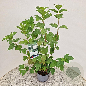 Viburnum opulus 'Roseum' 60-70 cm 3,0L