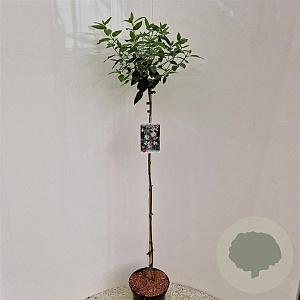 Viburnum tinus 90 cm stam 5,0L