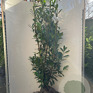 Prunus l. 'Caucasica' 175-200 cm met kluit