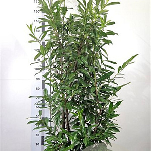 Prunus l. 'Caucasica' 175-200 cm 20L